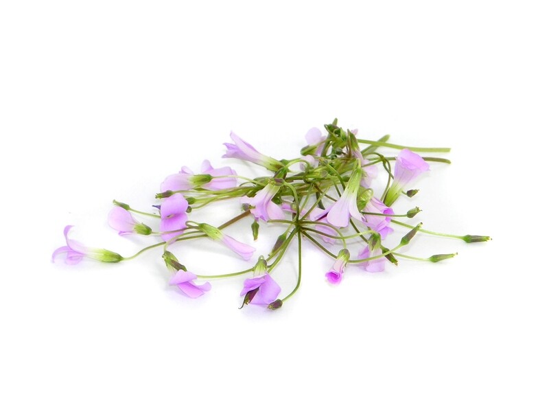 Цветы Оксалиса (Кислицы) - Свежесть и Красота Ваших Блюд
