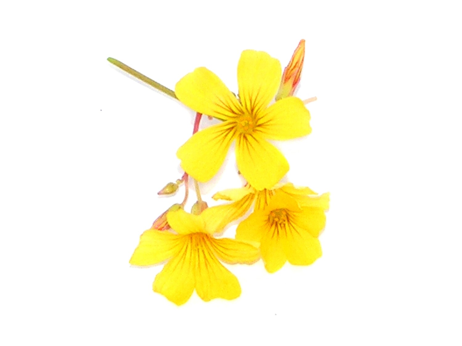Цветы кислицы жёлтые