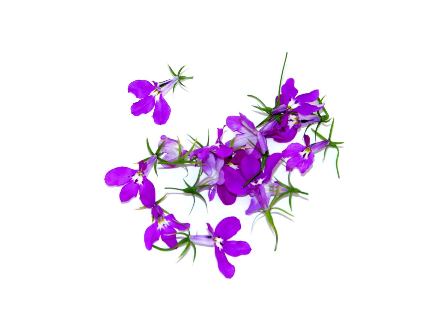 Лобелия цветы — эстетика и вкус в одном цветке (30 бутонов)