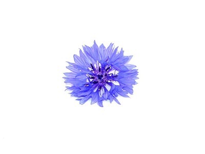 Васильки синие (цветы) 20 бутонов