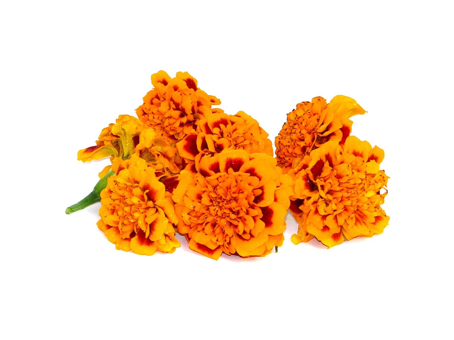 Крупные оранжевые бархатцы — Мариголд
(10 цветов)