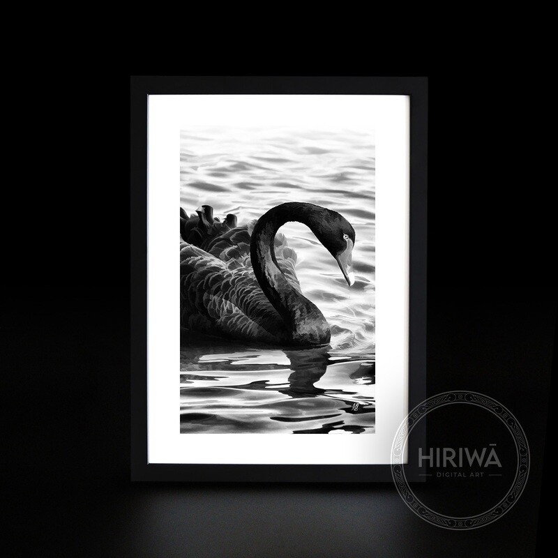 Kakīānau | Black Swan