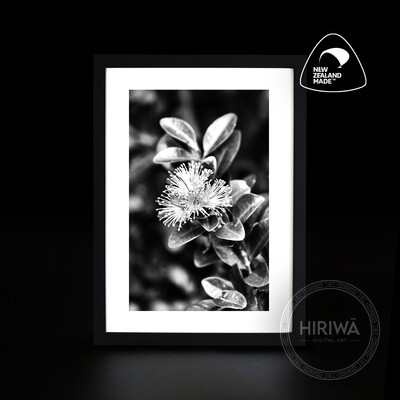 Akatawhiwhi | Rātā Vine (Print)