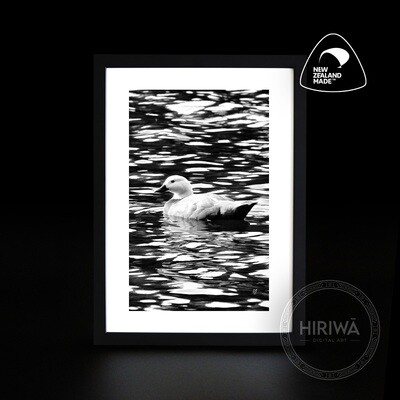 Pūtangitangi | Paradise Duck (Print)