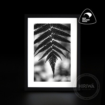 Ponga | Silver Fern (Print)