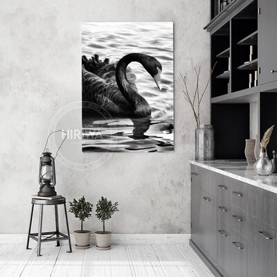 Kakīānau | Black Swan (Canvas)