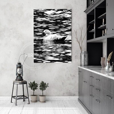 Pūtangitangi | Paradise Duck (Canvas)