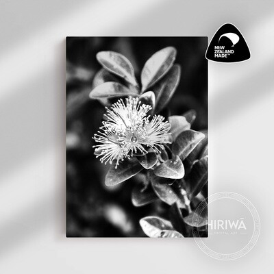 Akatawhiwhi | Rātā Vine (Canvas)