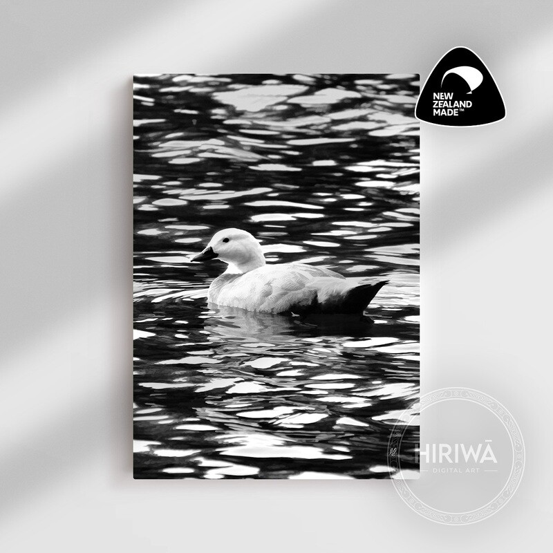 Pūtangitangi | Paradise Duck (Canvas)