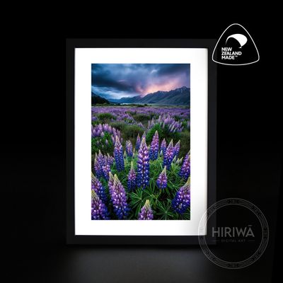 Twilight Lupins (Print)