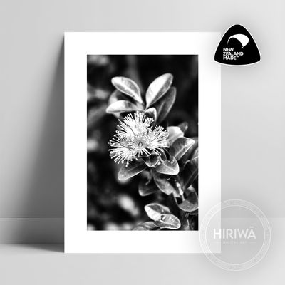 Akatawhiwhi | Rātā Vine (Print)
