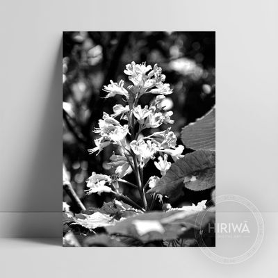 Red Horse-Chestnut Tree (Print)