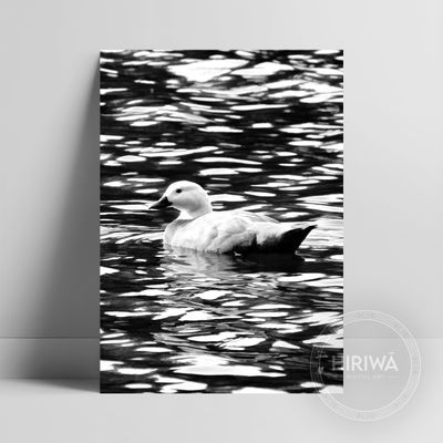 Pūtangitangi | Paradise Duck (Print)