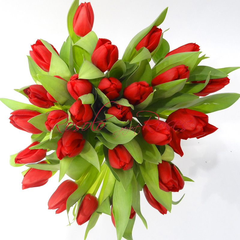 Bouquet de 31 Tulipes rouges