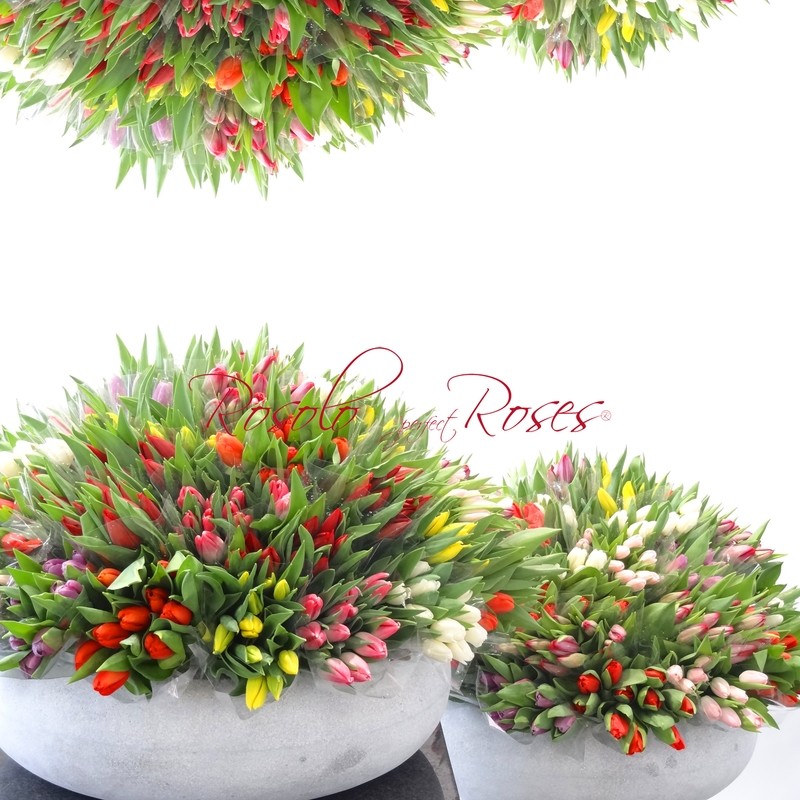 1001 nuits, 1001 Tulipes...