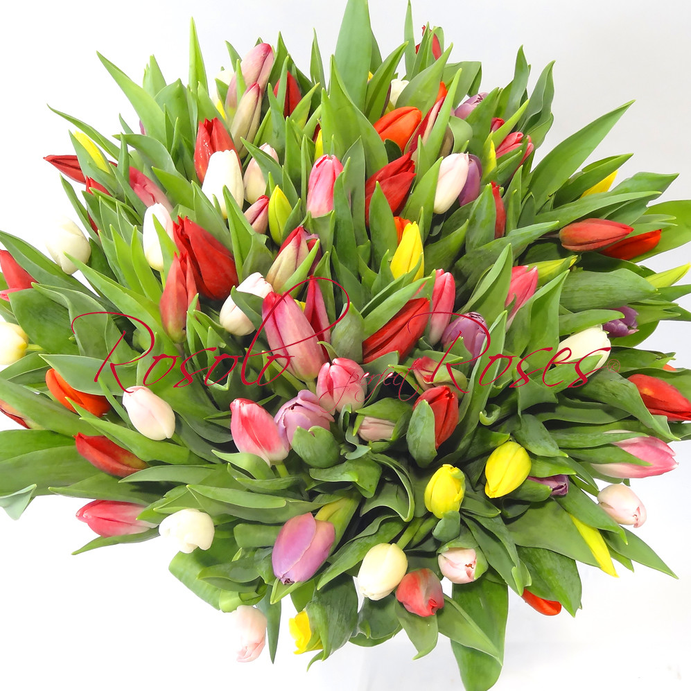 101 Tulipes très colorées