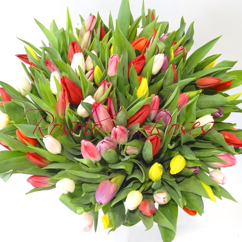 101 Tulipes très colorées