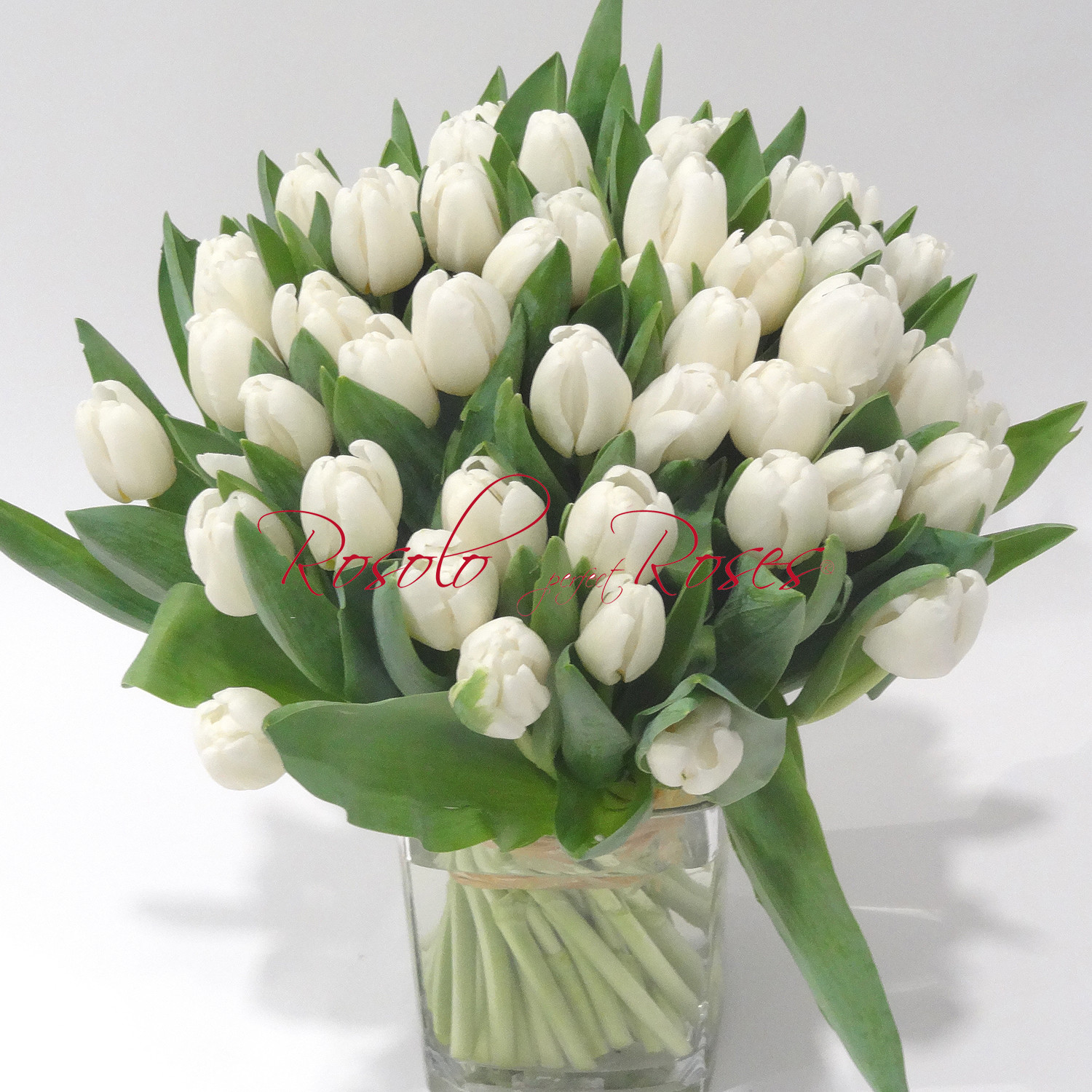 51 Tulipes blanches dans un vase en verre