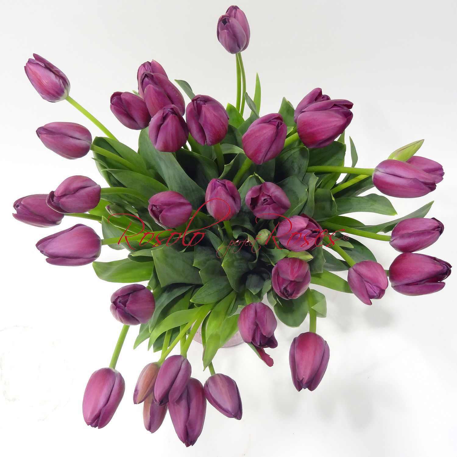 31 Tulipes en mauve