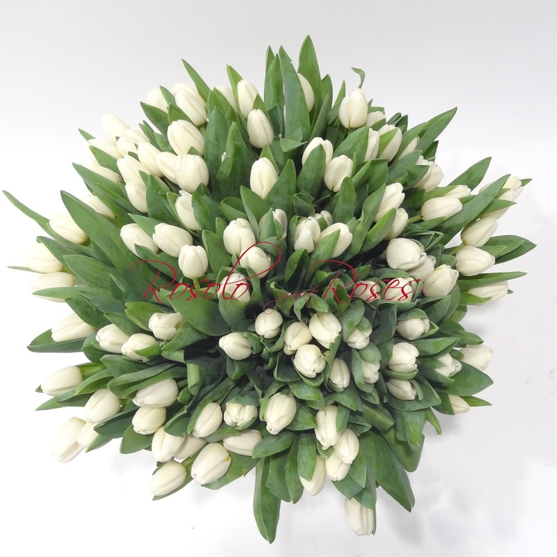 101 Tulipes blanches dans un bouquet