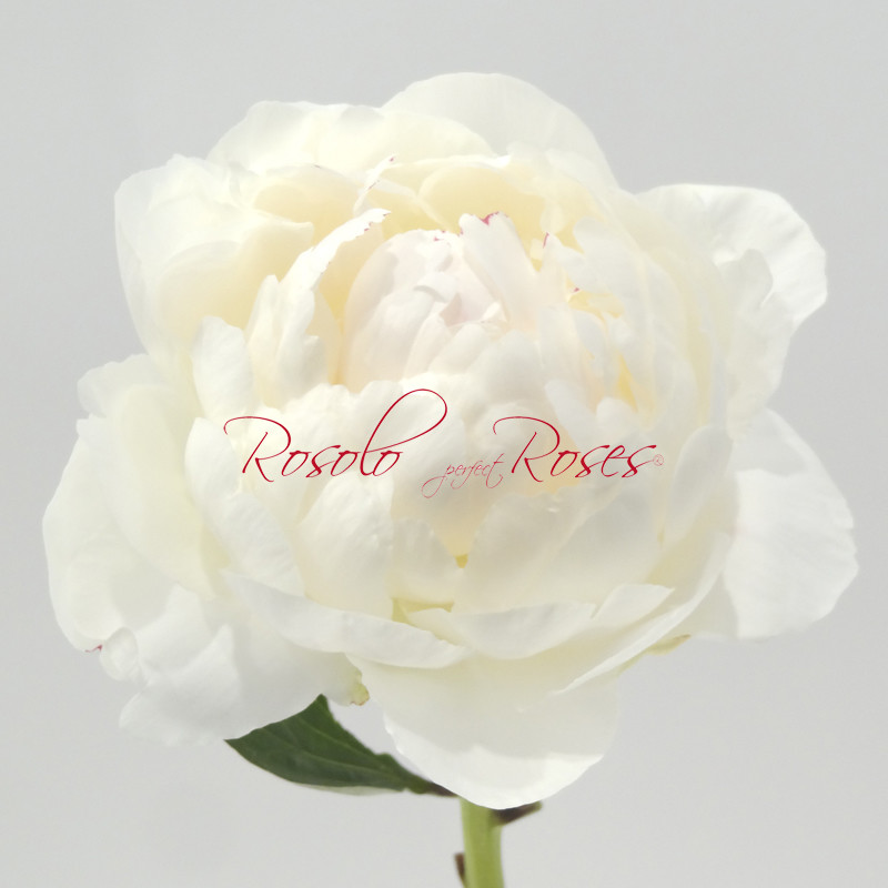 Superbes Pivoines en blanc