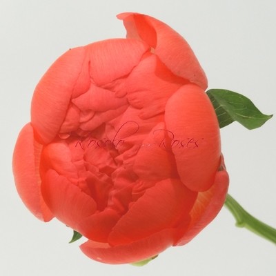 Superbes Pivoines couleur saumon