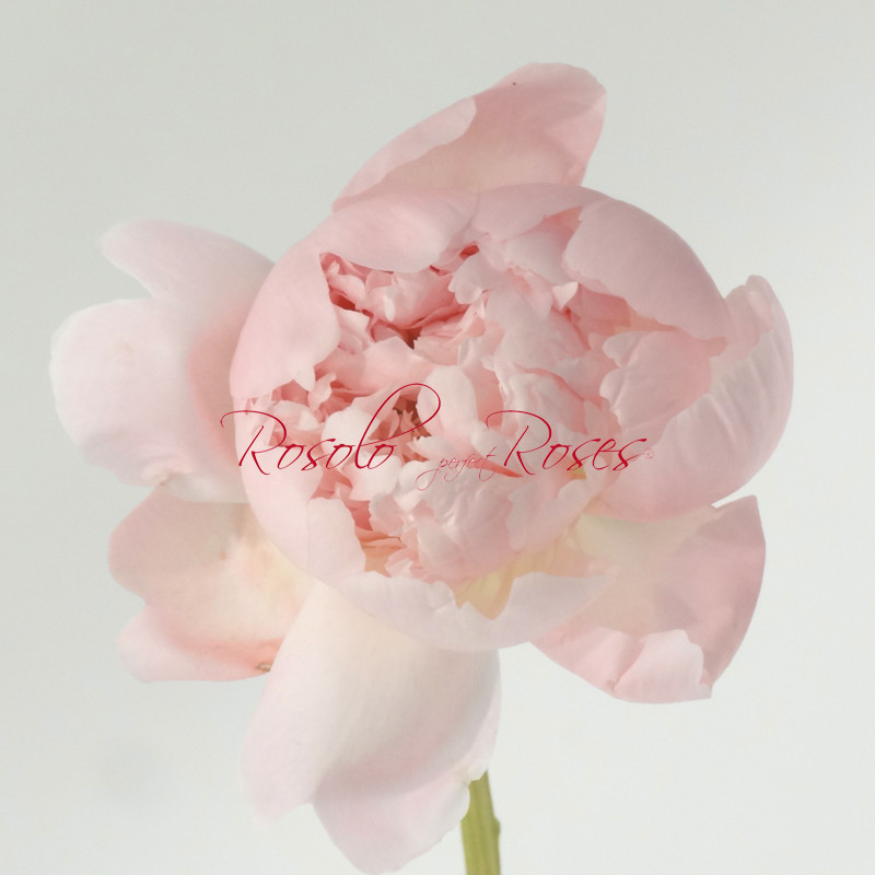 Superbes Pivoines, couleur douce