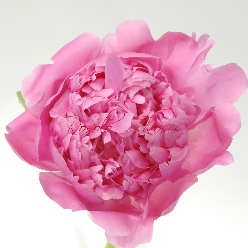 Superbes Pivoines en fuchsia