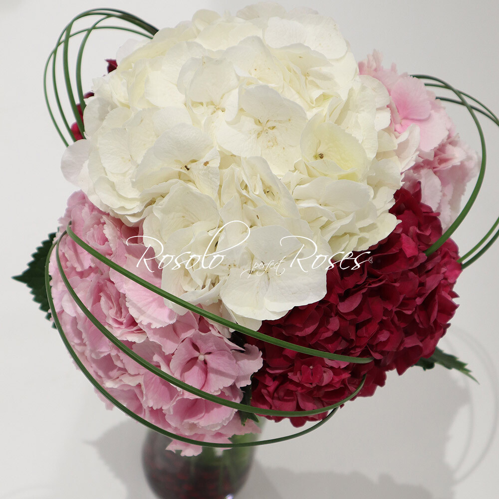 Hortensia, Hortensia &amp; Hortensia