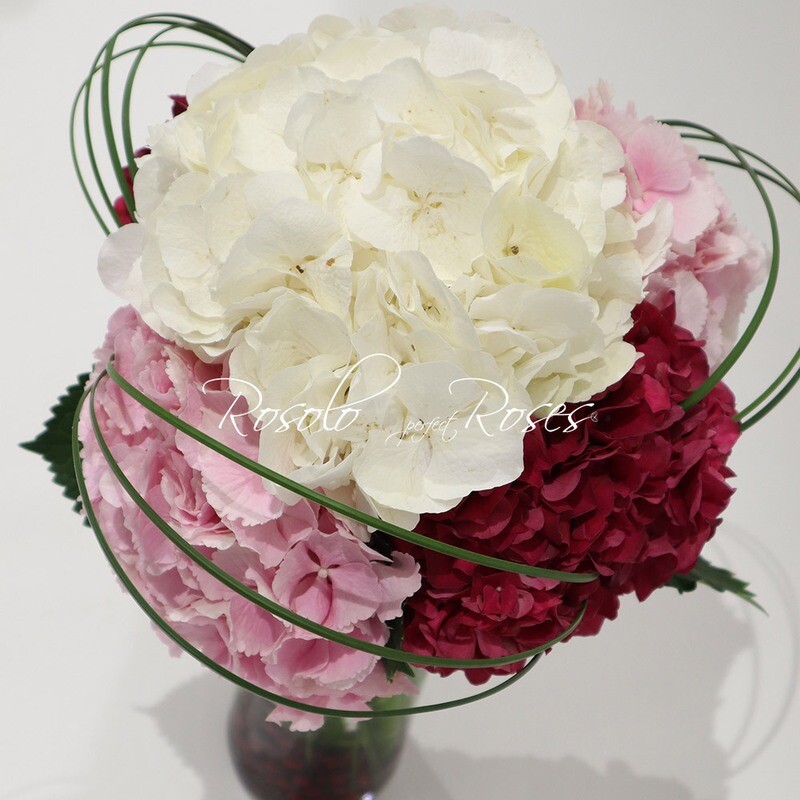 Hortensia, Hortensia &amp; Hortensia