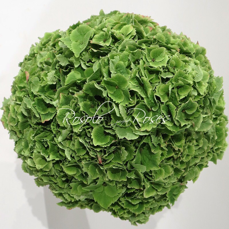 Grosse boule d'Hortensia, couleur à choix