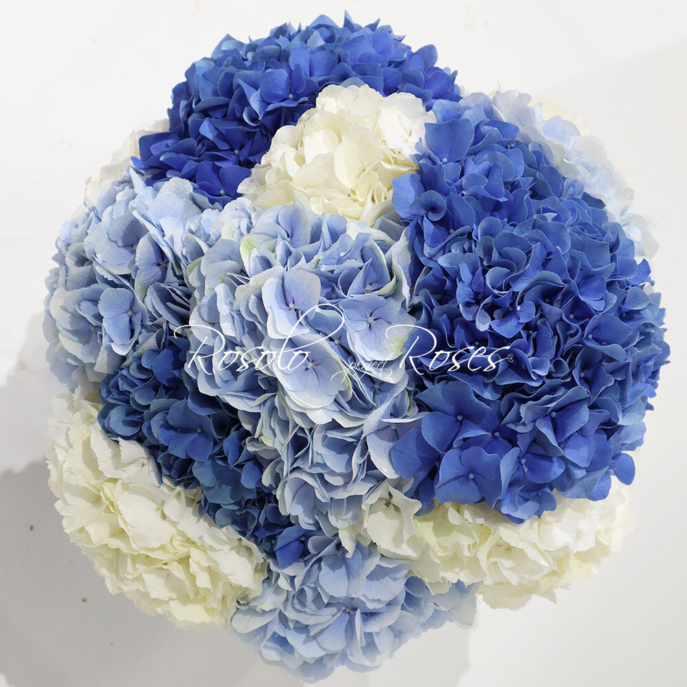 Hortensias en bleu et blanc