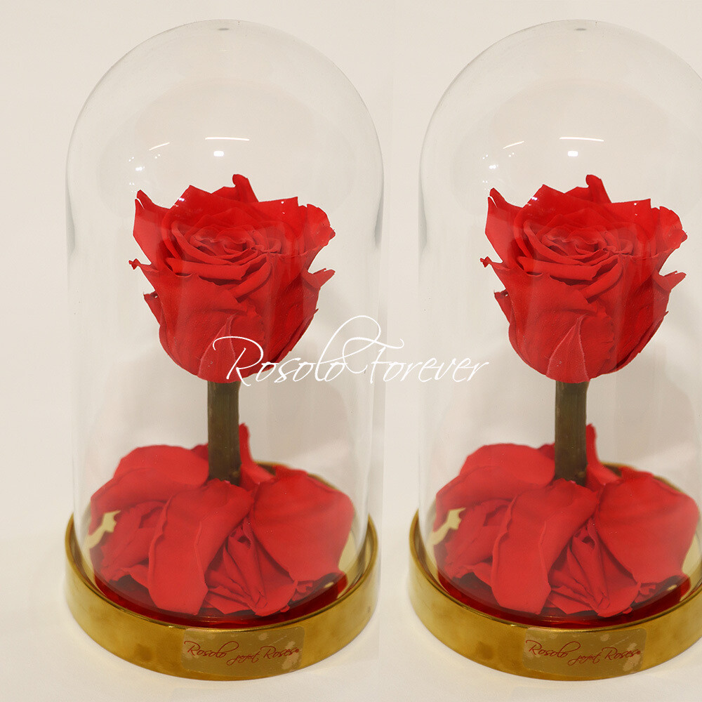 ROSOLO FOREVER:  une rose éternelle sous cloche