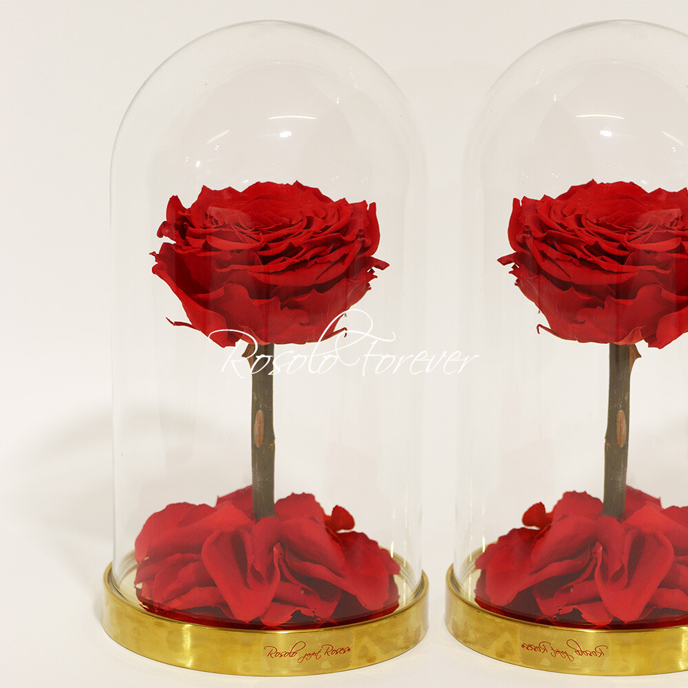 ROSOLO FOREVER:  une grande rose, rouge, éternelle sous cloche