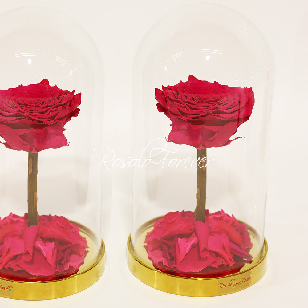 ROSOLO FOREVER:  une grande rose, rose, éternelle sous cloche
