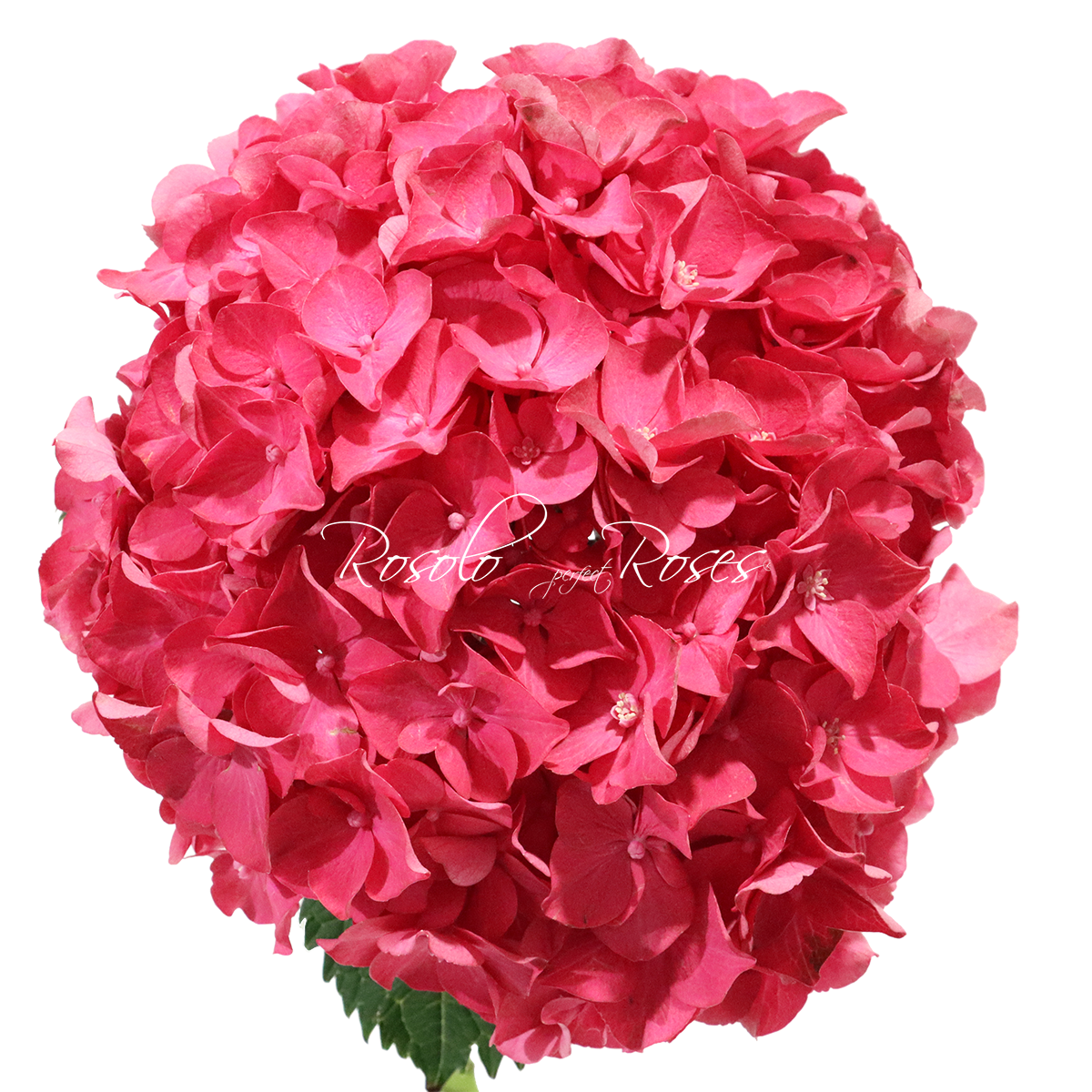 Hortensias roses, par pièce ou en bouquet