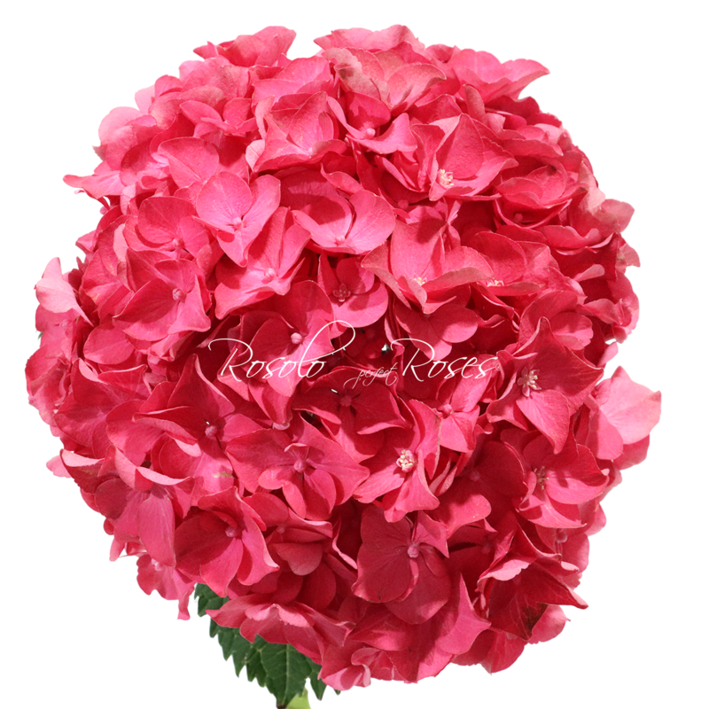 Hortensias roses, par pièce ou en bouquet