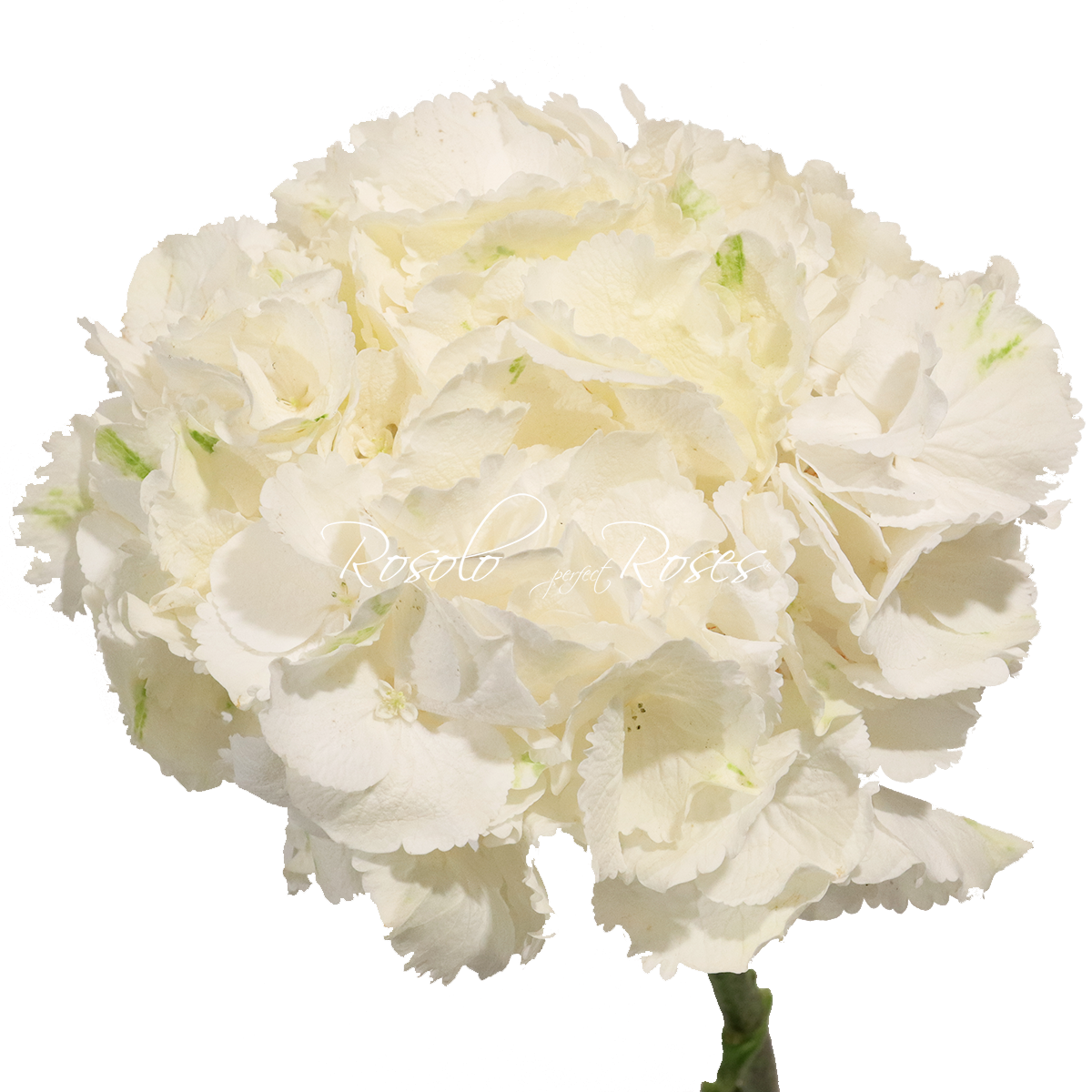 Hortensias blancs, par pièce ou en bouquet