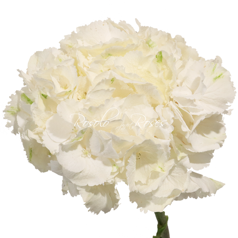 Hortensias blancs, par pièce ou en bouquet