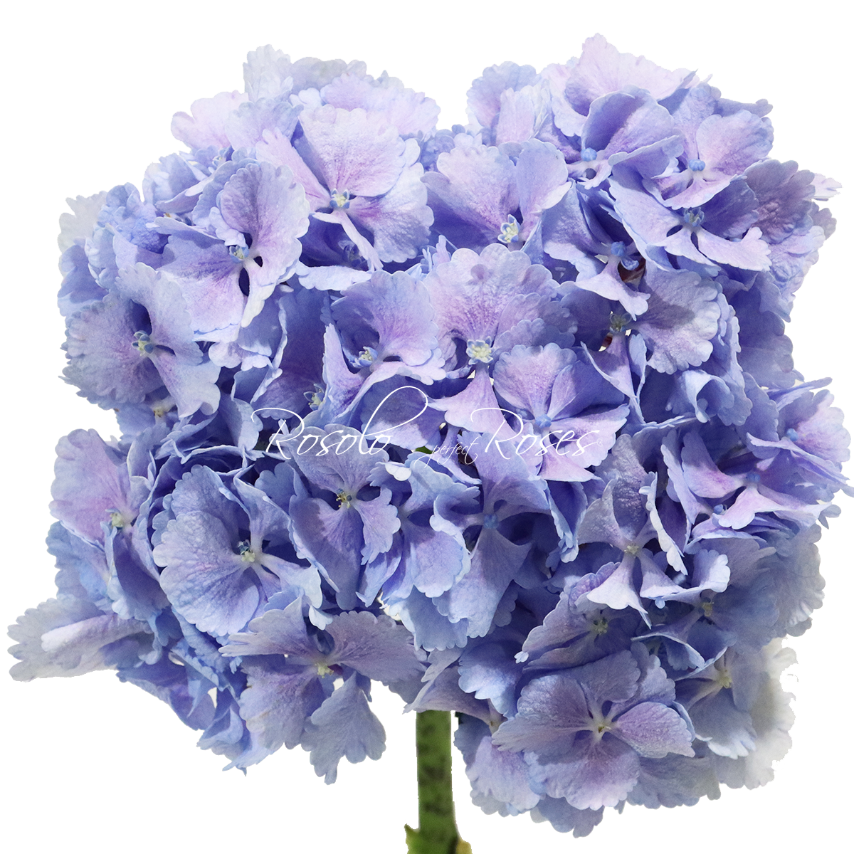 Hortensias bleus, par pièce ou en bouquet