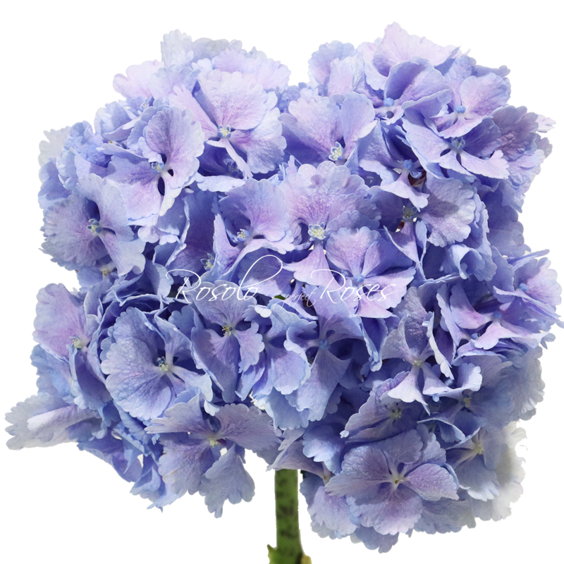 Hortensias bleus, par pièce ou en bouquet