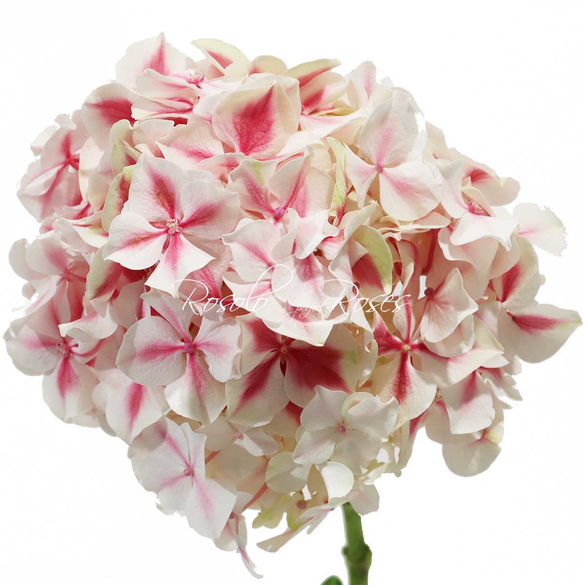 Hortensias rose/blanc, par pièce ou en bouquet