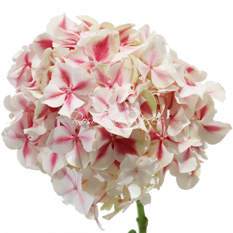 Hortensias rose/blanc, par pièce ou en bouquet