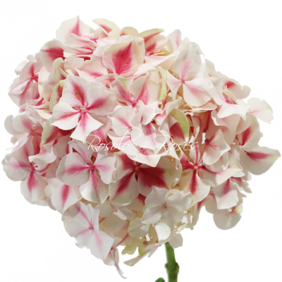 Hortensias rose/blanc, par pièce ou en bouquet