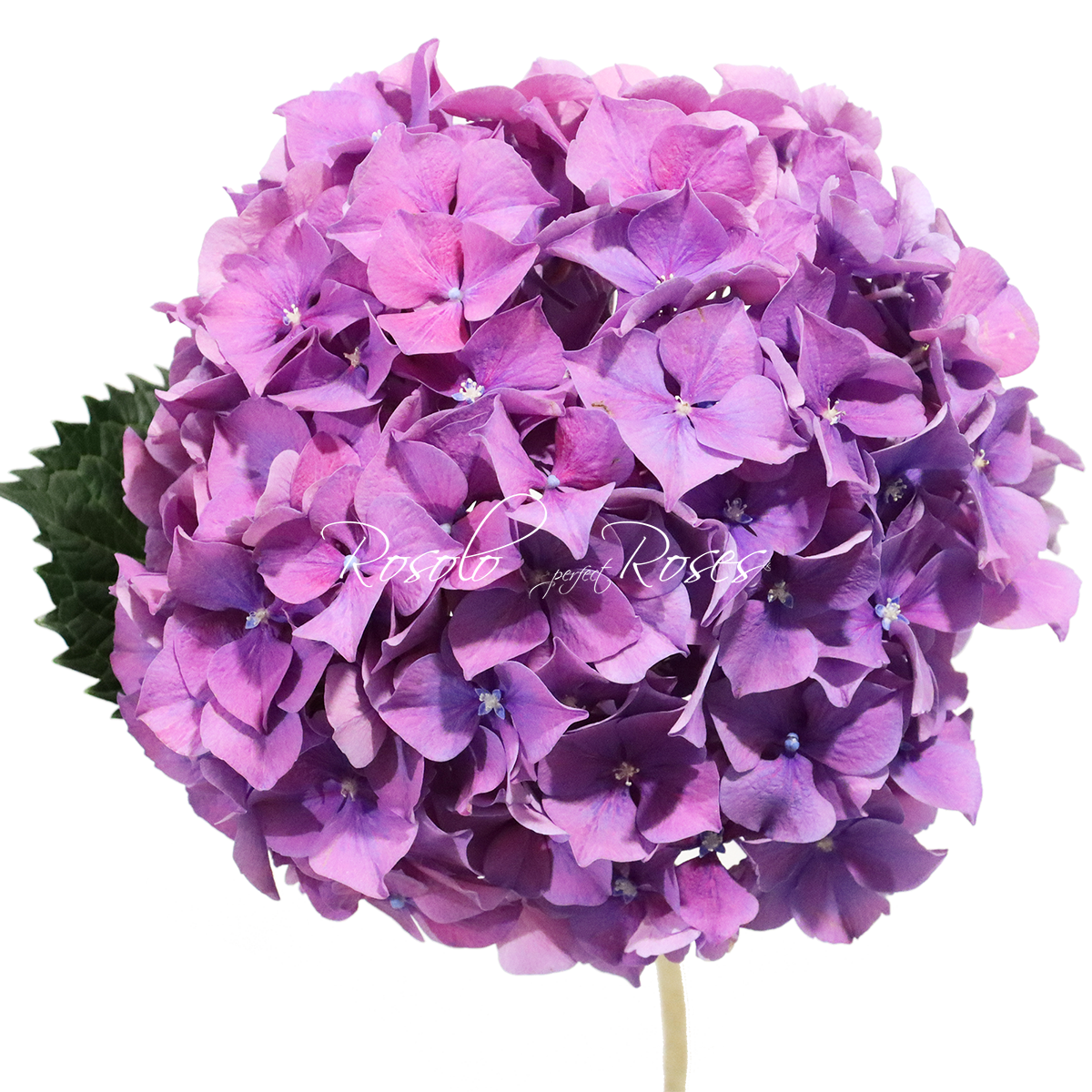 Hortensias mauves, par pièce ou en bouquet