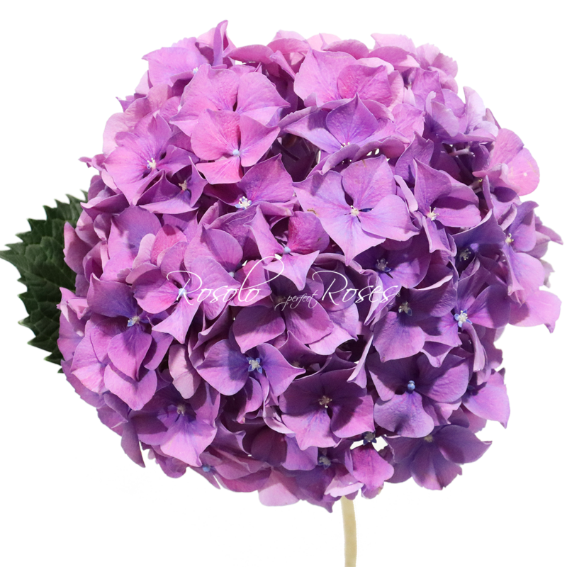 Hortensias mauves, par pièce ou en bouquet