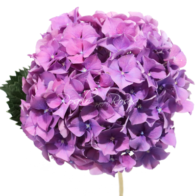 Hortensias mauves, par pièce ou en bouquet