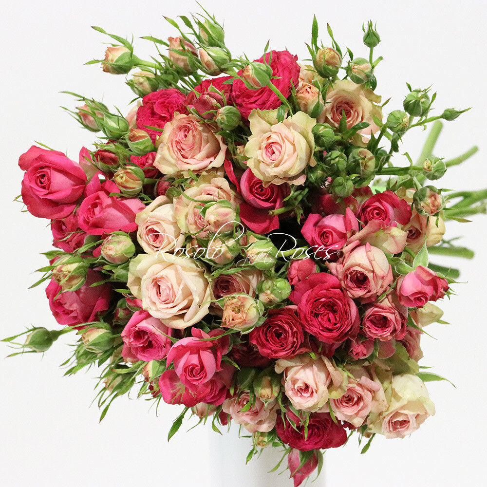 Roses polyantha en fuchsia et rose