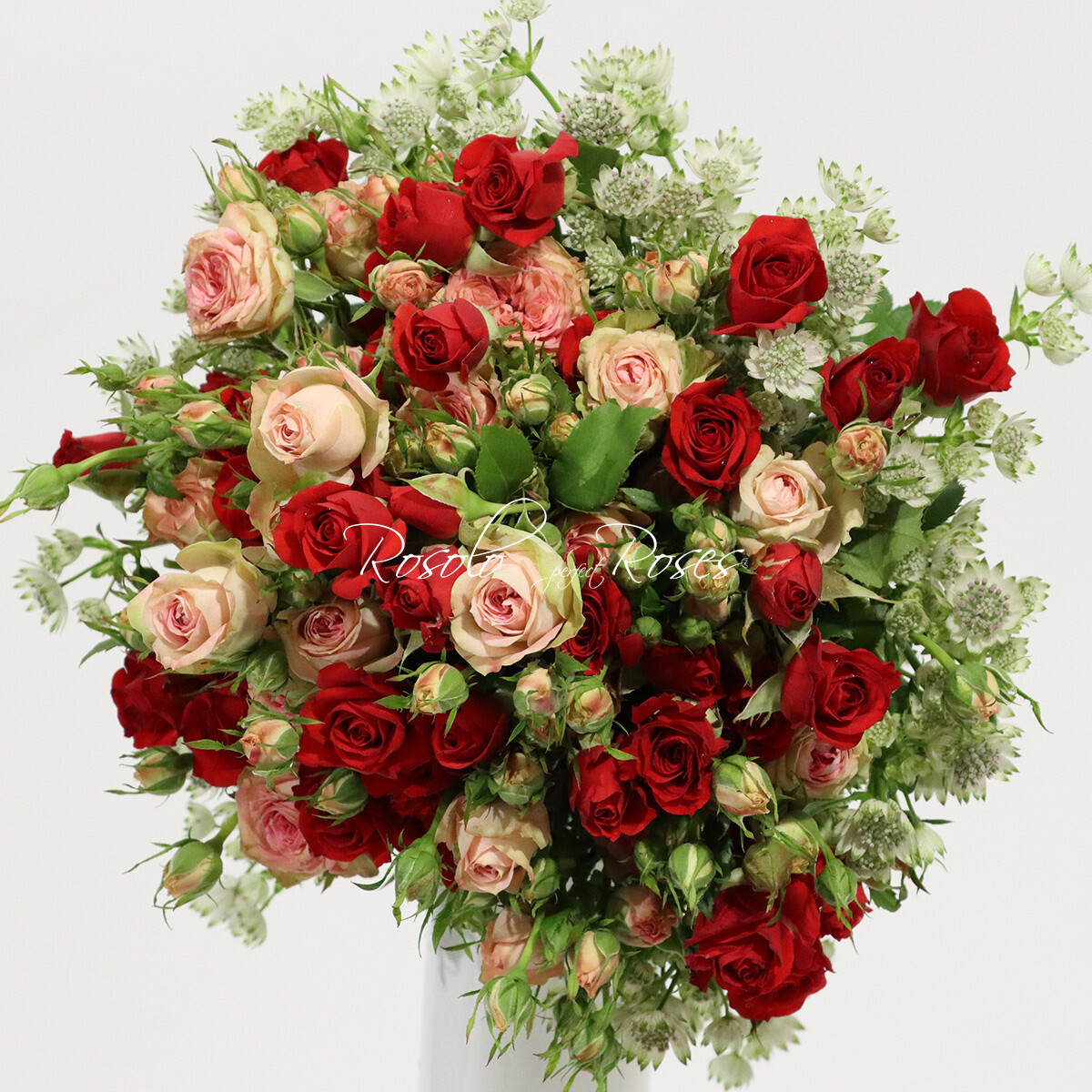 Roses rouges et roses polyantha
