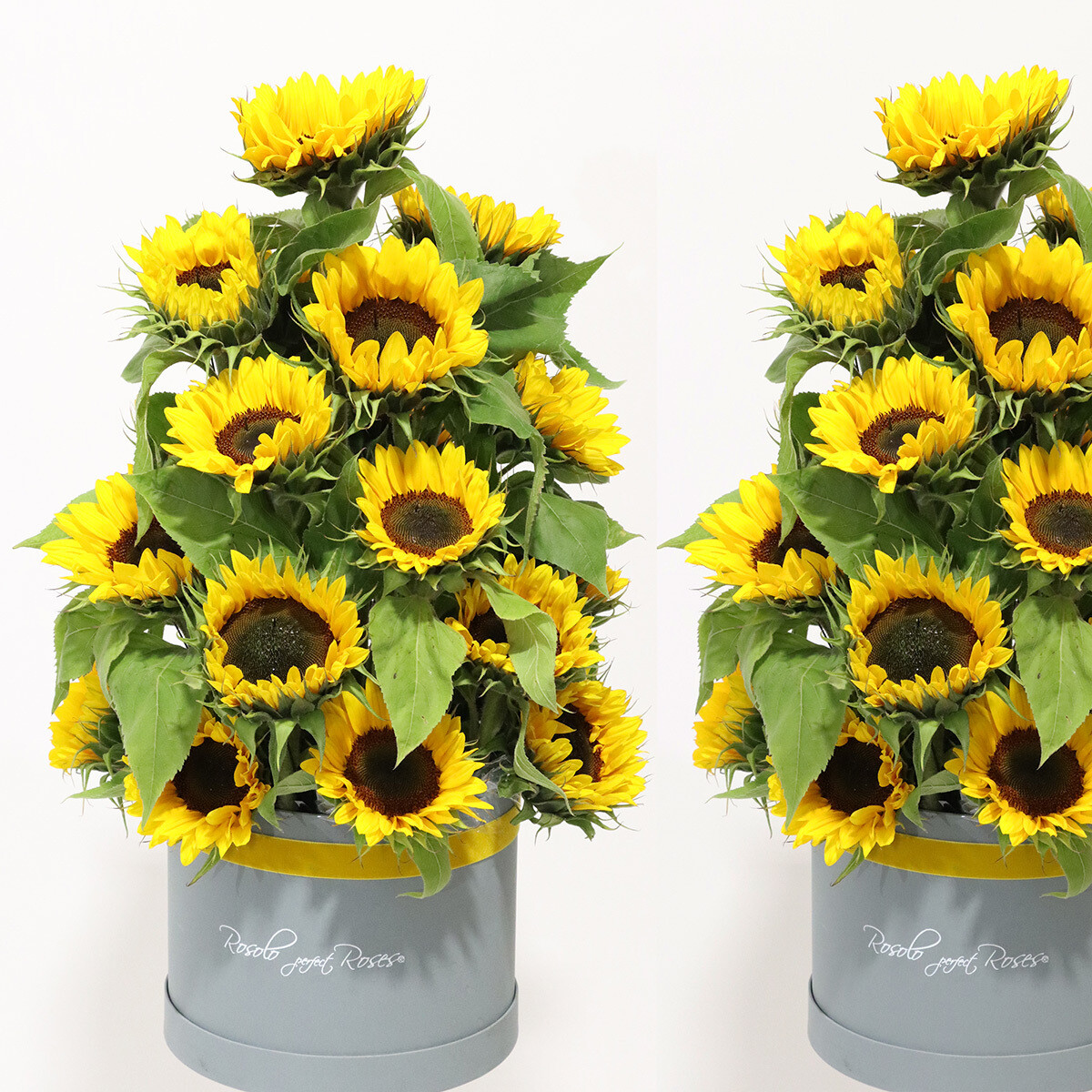 Tournesols dans une belle boite, Taille: moyen